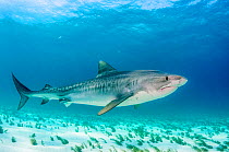 Tiger shark (Galeocerdo cuvier) in shallow waters off Grand Bahama Island, Bahamas.