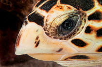 Close up of the face of Hawksbill sea turtle (Eretmochelys imbricata) underwater, The Bahamas.
