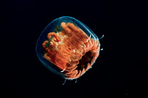 Thimble jellyfish (Linuche unguiculata) off Eleuthera, Bahamas.