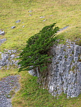 Yew tree (Taxus baccata) growing on limestone outcrop, surrounded by grassland. Yorkshire Dales National Park, England, UK. September 2019.
