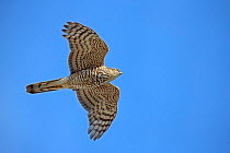 Eurasian sparrowhawk (Accipiter nisus) in flight, Denmark, May