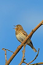 Tree pipit (Anthus trivialis) singing and perched on branch, Denmark, May