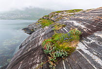 Coastal landscape with marble formations and cushions of roseroot (Rhodiola rosea). Tomma Island, Helgeland Archipelago, Norway. July.