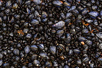 Coastal rocks covered by Blue mussel (Mytilus edulis) shells. Tomma Island, Helgeland Archipelago, Norway.