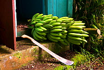 Bananas (Musa accuminata) ripening on the stem, on steps of traditional Caribbean chattel house. Dominica, Eastern Caribbean. August 2017