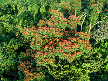 Aerial view of African Tulip tree (Spathodea Campanulata) in full bloom, in tropical forest recovering after hurricane Maria in Dominica, West Indies. March.