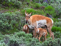 Pronghorn (Antilicarpa americana) female with twin calves, amognst Silver sagebrush (Artemisia cana) Lamar Valley, Yellowstone National Park, Wyoming, USA, June.