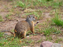 Uinta ground squirrel (Spermophilus armatus) feeding on grass stem, Lamar Valley, Yellowstone National Park, Wyoming, USA, June.