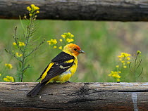 Western tanager (Piranga ludoviciana) male perched on a fence, Gardiner, Montana, USA, June.