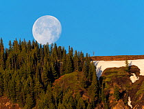 Full moon setting over a wooded ridge in the Lamar Valley, Yellowstone National Park, Wyoming, USA, June 2019
