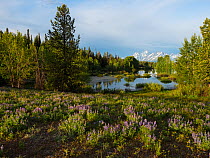 Pool beside the Pilgrim Creek road with Silvery lupine (Lupinus albifrons) in the foreground and the Teton range of mountains beyond, Grand Teton National Park, Wyoming, USA, June 2019