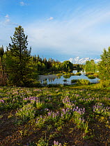 Pool beside the Pilgrim Creek road with Silvery lupine (Lupinus albifrons) in the foreground and the Teton range of mountains beyond, Grand Teton National Park, Wyoming, USA, June 2019