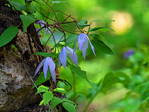 Purple virgin&#39;s bower (Clematis occidentalis) growing up a tree, Yellowstone National Park, Wyoming, USA, June.