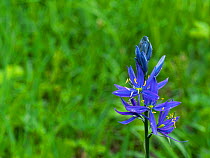 Common camas (Camassia quamash) in a damp meadow near Colter Bay, Grand Teton National Park, Wyoming, USA, June.