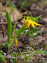 Glacier lily (Erythronium grandiflorum) at the edge woodland, beside the Bear Tooth All American Highway, Wyoming, USA, June.