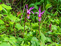 Calypso orchid (Calypso bulbosa) growing in woodland, Yellowstone National Park, Wyoming, USA, June.