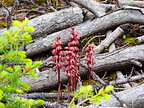 Striped coralroot orchid (Corallorhiza striata) amongst dead branches, Mammoth Hot Springs, Yellowstone National Park, Wyoming, USA, June.