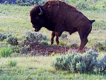 American bison (Bos bison) jumping in dust bath, Slough Creek Road, Yellowstone National Park, Wyoming, USA, June.