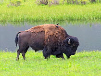 American bison (Bos bison) moulting with two Brown-headed cowbirds (Molothrus ater) on its back,Yellowstone National Park, Wyoming, USA, June.