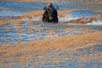 Wild yak (Bos mutu) walking through snow covered steppe. Hoh Xil Nature Reserve, Tibetan plateau, Qinghai, China. October.