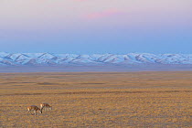 Tibetan antelope (Pantholops hodgsonii), two grazing in steppe at dawn, snow capped mountains in background. Hoh Xil Nature Reserve, Tibetan plateau, Qinghai, China. October 2019.