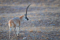 Tibetan antelope (Pantholops hodgsonii) in steppe. Hoh Xil Nature Reserve, Tibetan plateau, Qinghai, China. October.
