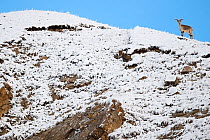Blue sheep (Ovis nahoor) male on snow covered mountain slope. Valley of the Cats, Angsai Nature Reserve, Sanjiangyuan National Nature Reserve, Tibetan Plateau, Qinghai, China. October.