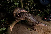 Sunda pangolin (Manis javanica) sub-adults rescued from poachers and in rehabilitation. Carnivore and Pangolin Conservation Program, Cuc Phuong National Park, Vietnam. Captive, digitally cleaned.