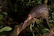 Sunda pangolin (Manis javanica) sub-adults rescued from poachers and in rehabilitation. Carnivore and Pangolin Conservation Program, Cuc Phuong National Park, Vietnam. Captive.