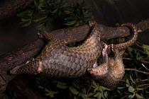 Sunda pangolin (Manis javanica) sub-adults rescued from poachers and in rehabilitation. Carnivore and Pangolin Conservation Program, Cuc Phuong National Park, Vietnam. Captive.