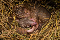 Sunda pangolin (Manis javanica), mother and two-week-old baby. Mother was rescued from poachers when she was pregnant and later gave birth while in rehabilitation. Carnivore and Pangolin Conservation...