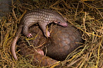 Sunda pangolin (Manis javanica), mother and two-week-old baby. Mother was rescued from poachers when she was pregnant and later gave birth while in rehabilitation. Carnivore and Pangolin Conservation...