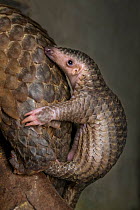 Sunda pangolin (Manis javanica), two-month-old baby clinging to mother&#39;s back. Mother was rescued from poachers when she was pregnant and later gave birth while in rehabilitation. Carnivore and Pa...