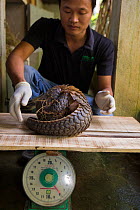 Caretaker weighing Sunda pangolin (Manis javanica) rescued from poachers and in rehabilitation. Carnivore and Pangolin Conservation Program, Cuc Phuong National Park, Vietnam. Captive.