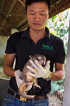 Rescue worker holding two-month-old baby Sunda pangolin (Manis javanica). Mother was rescued from poachers when she was pregnant and later gave birth while in rehabilitation. Carnivore and Pangolin Co...