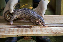 Rescue worker weighing two-month-old baby Sunda pangolin (Manis javanica). Mother was rescued from poachers when she was pregnant and later gave birth while in rehabilitation. Carnivore and Pangolin C...
