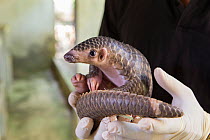 Rescue worker holding two-month-old baby Sunda pangolin (Manis javanica). It&#39;s mother was rescued from poachers when she was pregnant and later gave birth while in rehabilitation. Carnivore and Pa...