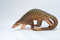 Sunda pangolin (Manis javanica), rescued from poachers and in rehabilitation. Carnivore and Pangolin Conservation Program, Cuc Phuong National Park, Vietnam. Captive, Digitally cleaned.
