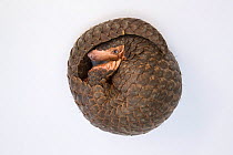 Chinese pangolin (Manis pentadactyla), rescued from poachers and in rehabilitation. Carnivore and Pangolin Conservation Program, Cuc Phuong National Park, Vietnam. Captive.