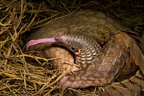 Sunda pangolin (Manis javanica) with two-week old baby, with tongue out. The mother was rescued from poachers when she was pregnant and later gave birth while in rehabilitation. Carnivore and Pangolin...