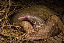 Sunda pangolin (Manis javanica) with two-week old baby, with tongue out. The mother was rescued from poachers when she was pregnant and later gave birth while in rehabilitation. Carnivore and Pangolin...