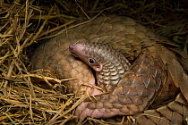 Sunda pangolin (Manis javanica) with two-week old baby. The mother was rescued from poachers when she was pregnant and later gave birth while in rehabilitation. Carnivore and Pangolin Conservation Pro...