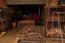 A store that secretly sells pangolins, which were hidden at a rented house nearby. Conghua market, Guangzhou, Guangdong, China.