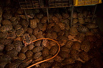 Turtles for sale at Conghua market, Guangzhou, China.
