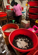Scorpions in barrels for sale at Conghua Market, Guangzhou, China.