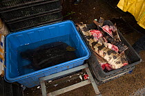 Dismembered crocodile, Conghua Market, Guangzhou, China.