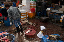 Traders dismembering crocodiles in the Conghua market, Guangzhou, China.