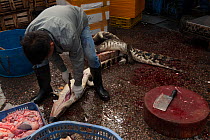 Traders dismembering crocodiles in the Conghua market, Guangzhou, China.
