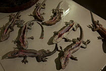 Geckos for sale at Conghua market, Guangzhou, China.