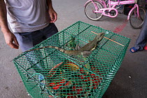 Traders selling iguanas in the Conghua market, Guangzhou, China.